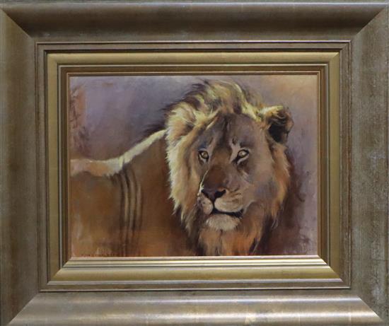 Kim Donaldson (Zimbabwean b. 1952), Study of a lion, signed, oil on canvas